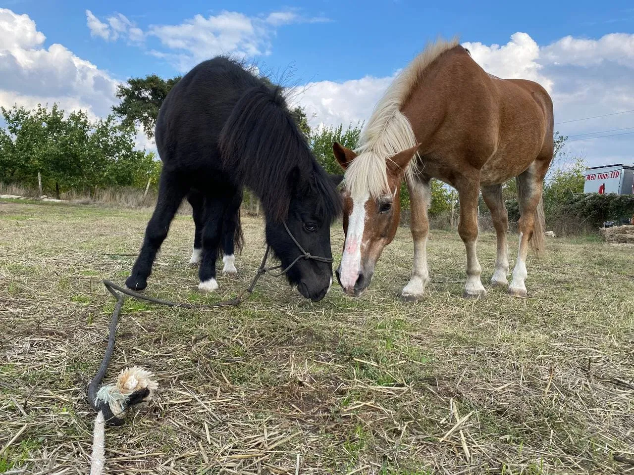 Терапия подпомагана от животни